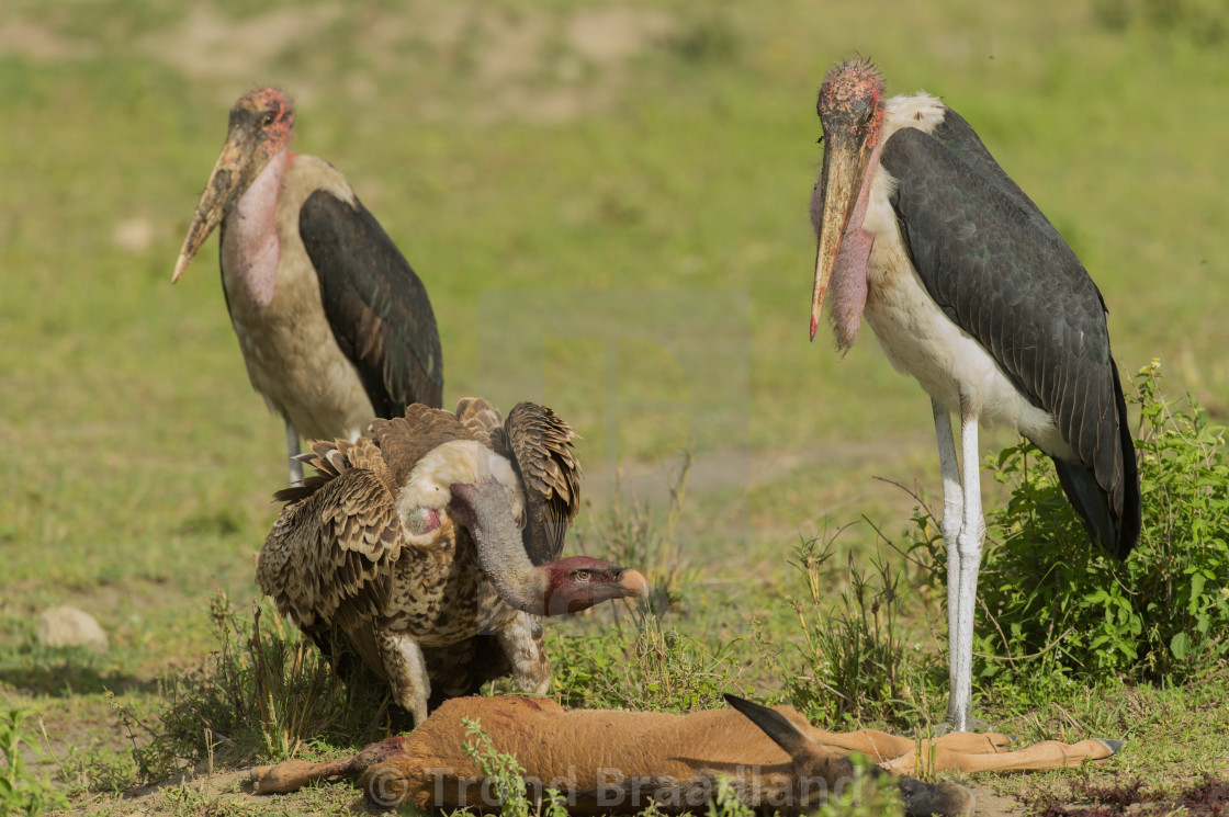 "Rüppell's vulture and marabou storks" stock image