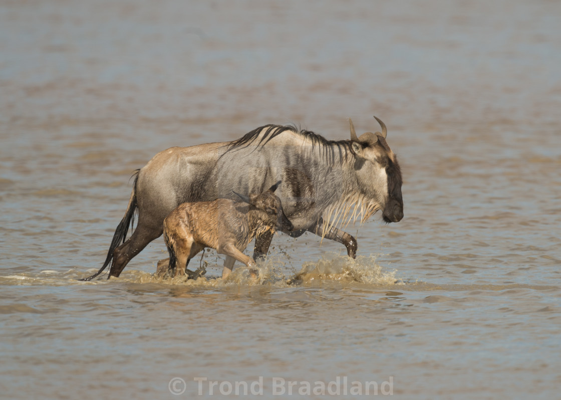 "Wildebeest mother and calf" stock image