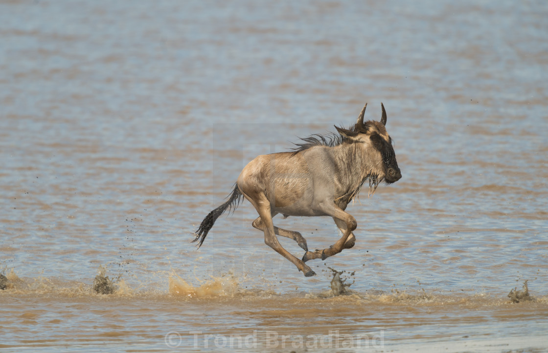 "wildebeest,blue wildebeest,Connochaetes taurinus,gnu,ndutu,tanzania,east africa,africadebeeat" stock image