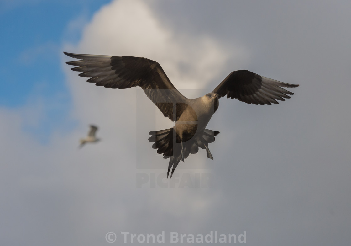 "Parasitic jaeger" stock image