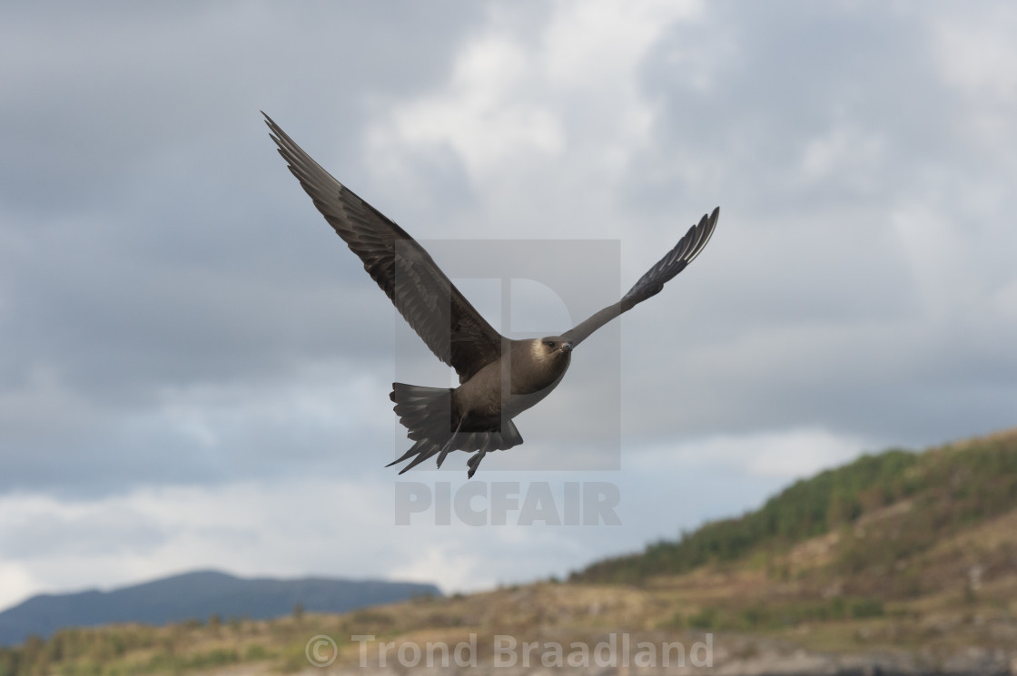 "Parasitic jaeger" stock image