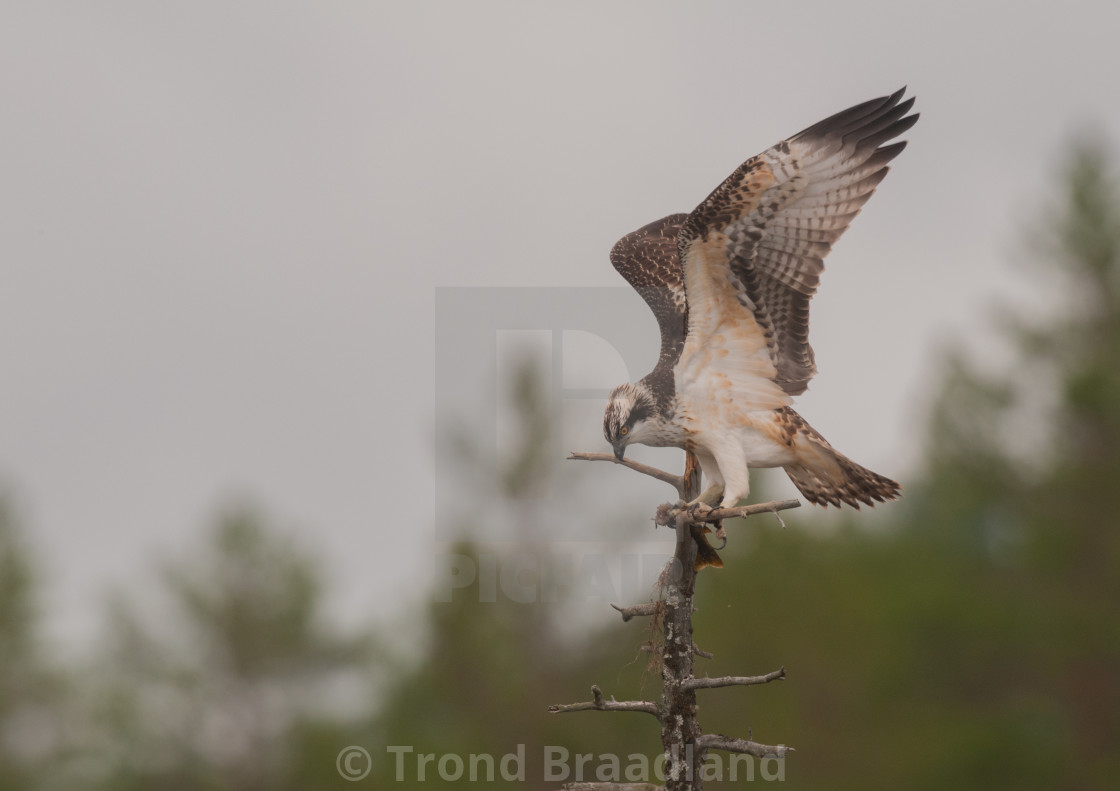 "Osprey" stock image