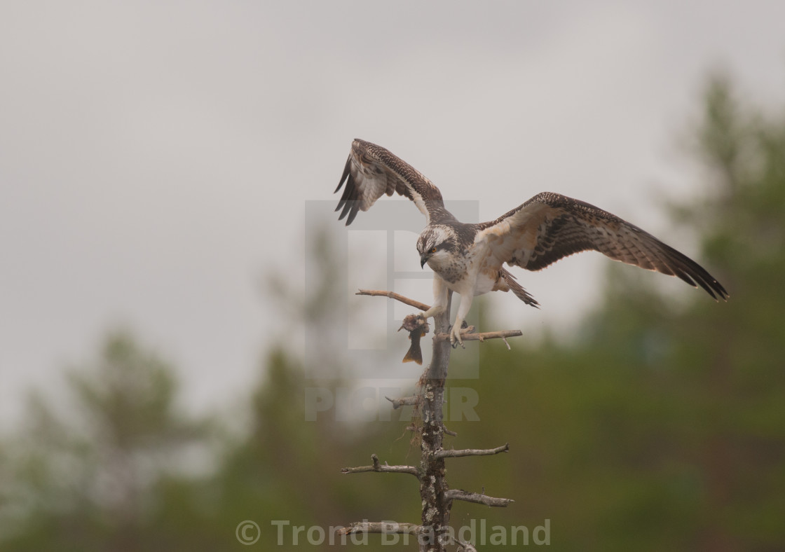 "Osprey" stock image