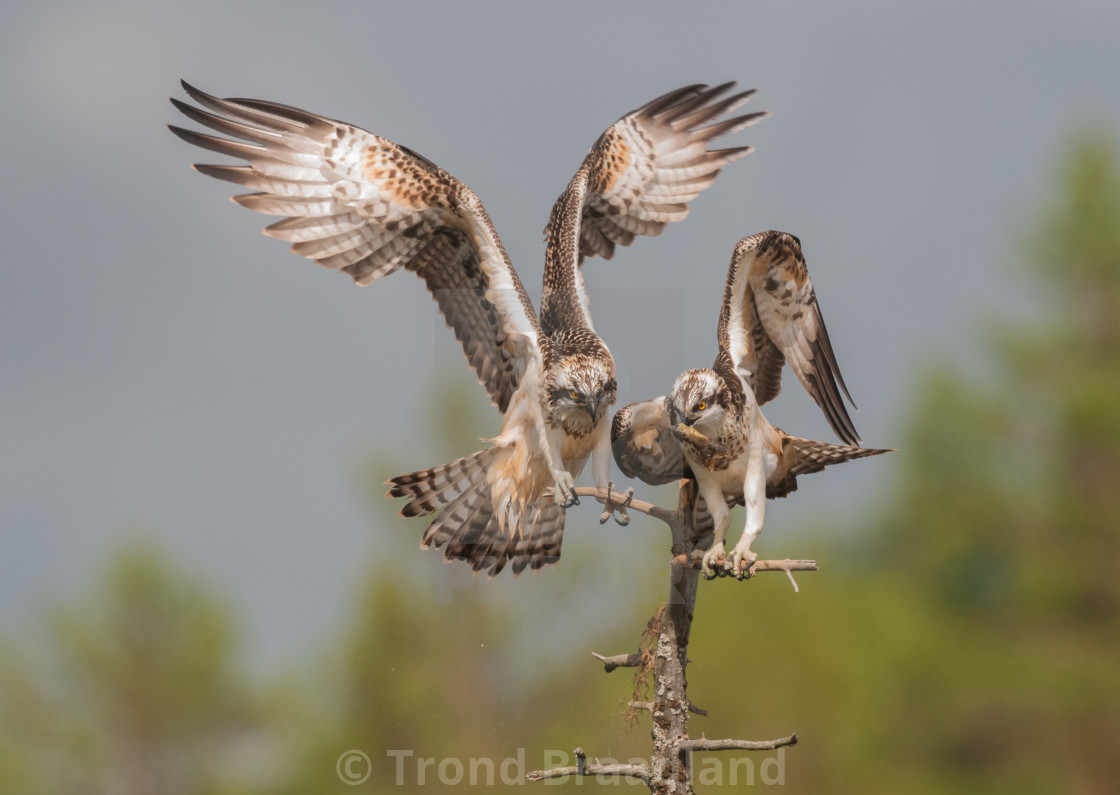 "Ospreys" stock image