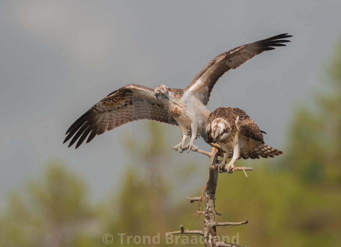 "Ospreys" stock image