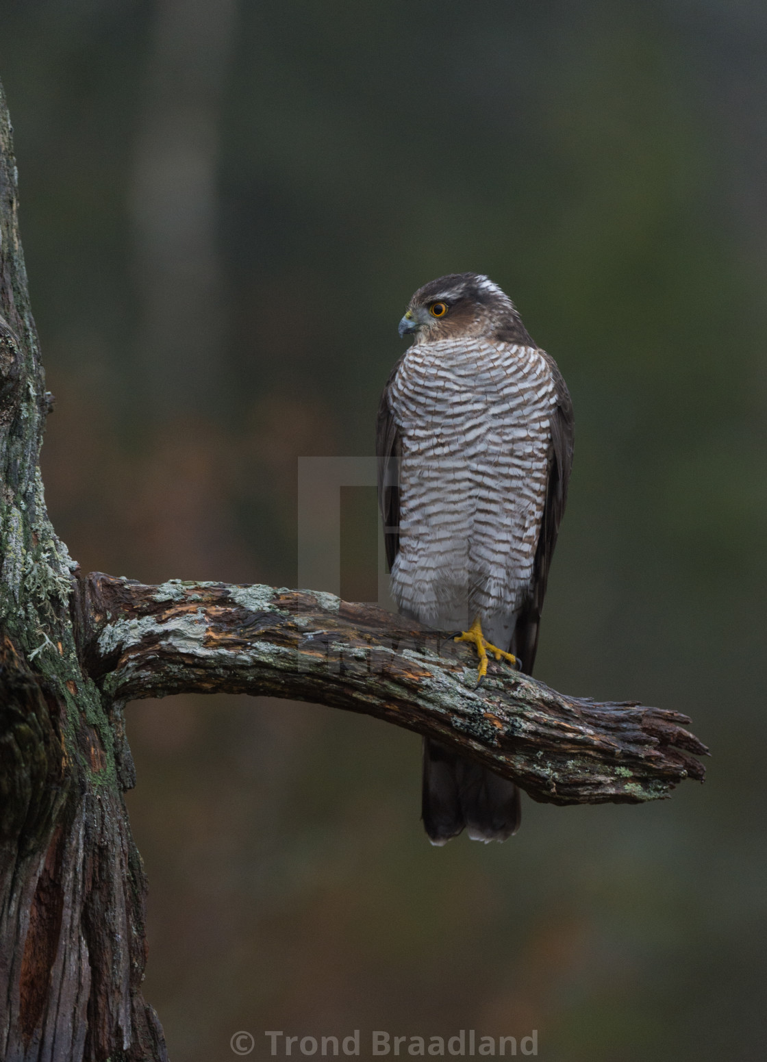 "Eurasian sparrowhawk" stock image