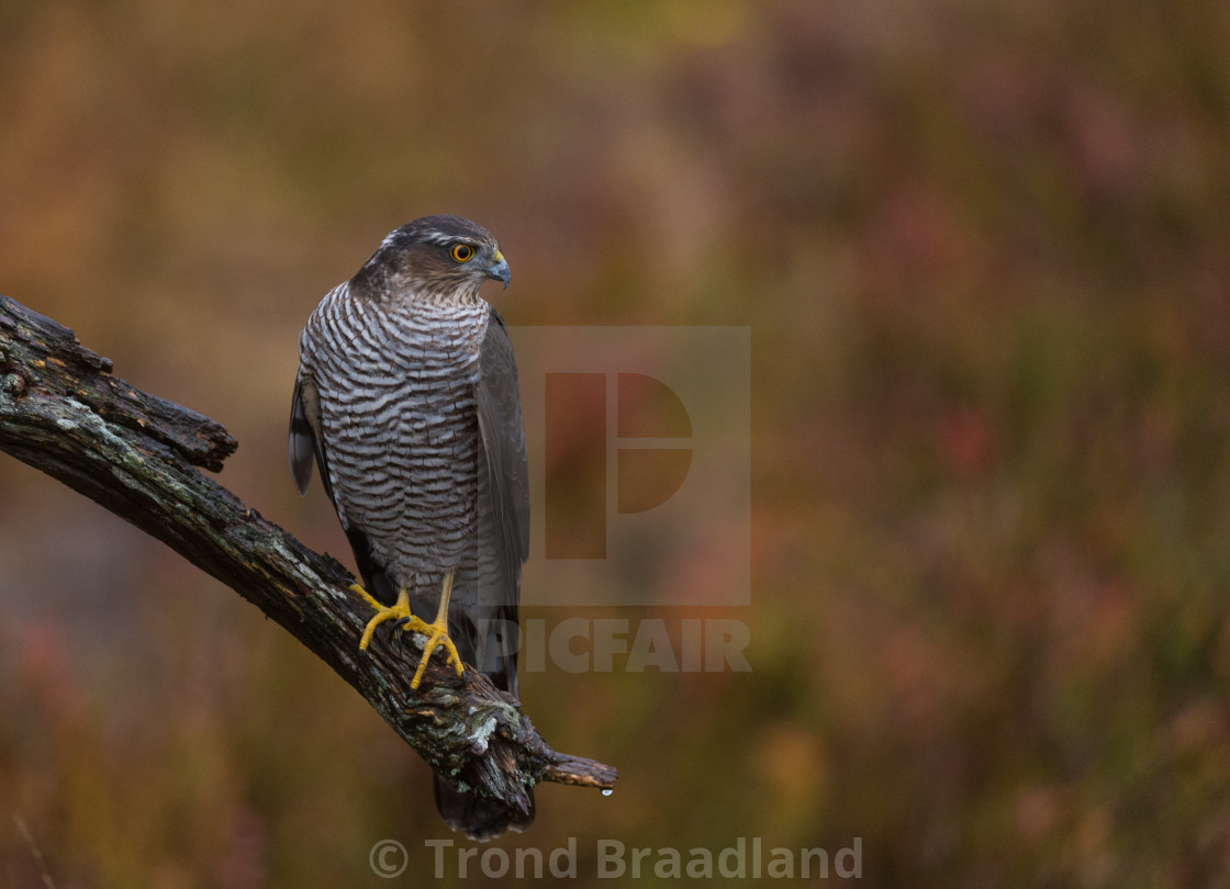 "Eurasian sparrowhawk" stock image