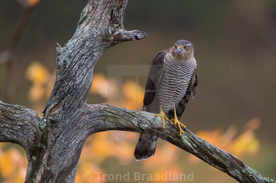 "Eurasian sparrowhawk" stock image