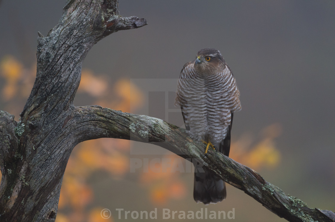 "Eurasian sparrowhawk" stock image