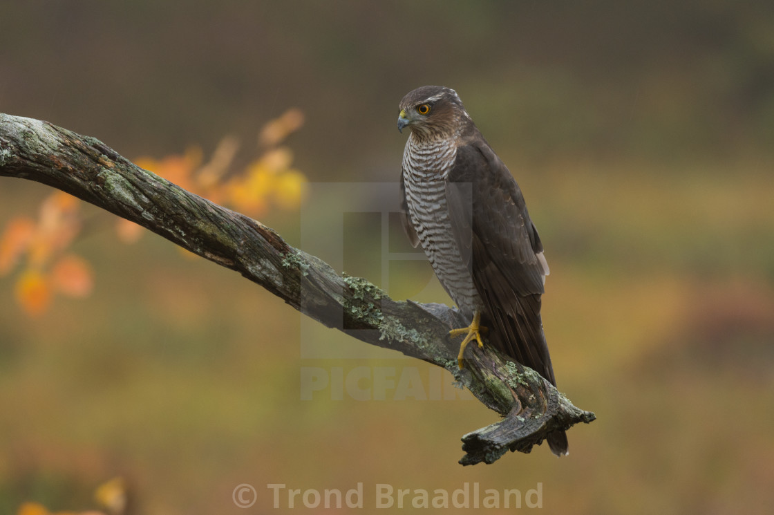 "Eurasian sparrowhawk" stock image