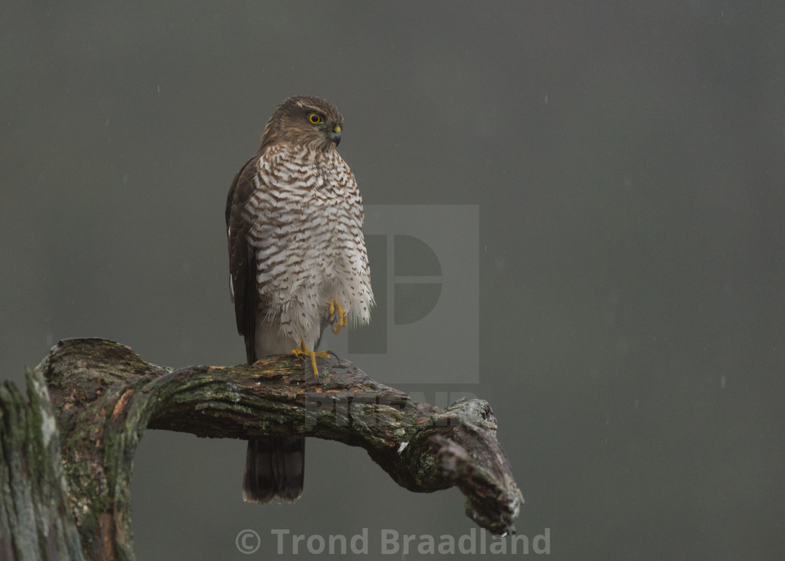 "Eurasian sparrowhawk" stock image