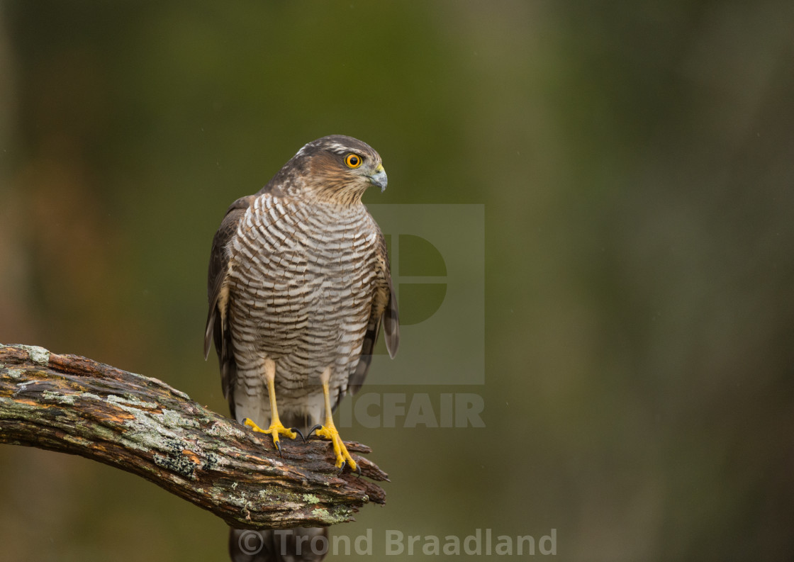 "Eurasian sparrowhawk" stock image