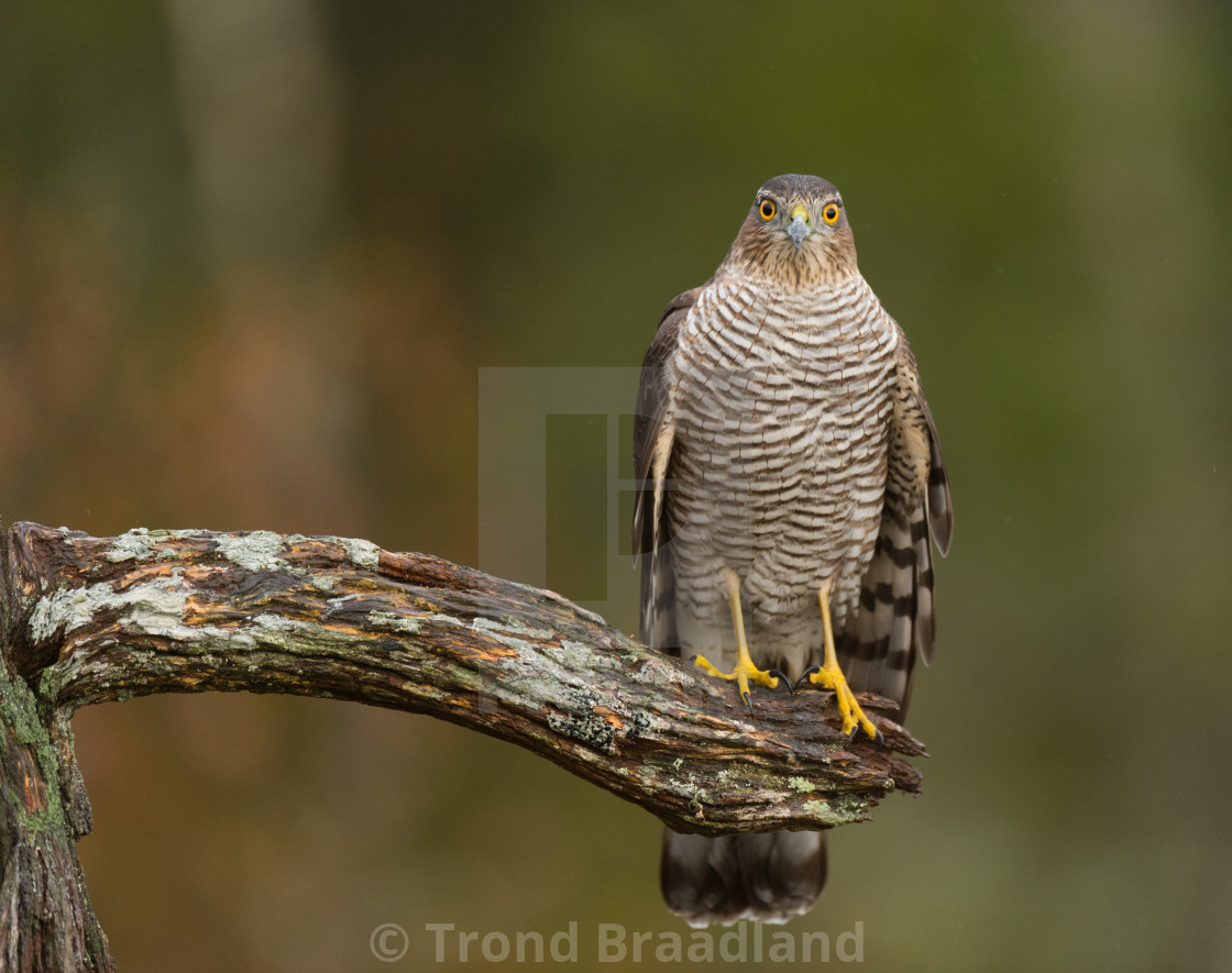 "Eurasian sparrowhawk" stock image