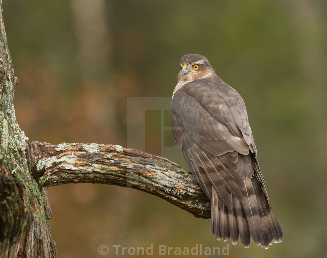 "Eurasian sparrowhawk" stock image