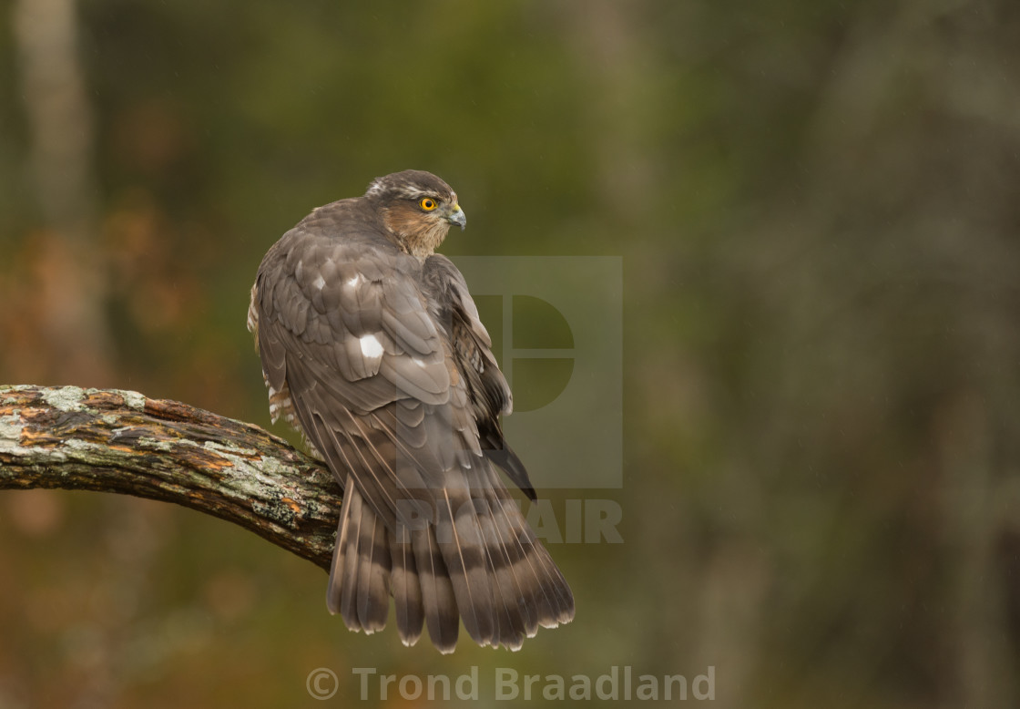 "Eurasian sparrowhawk" stock image