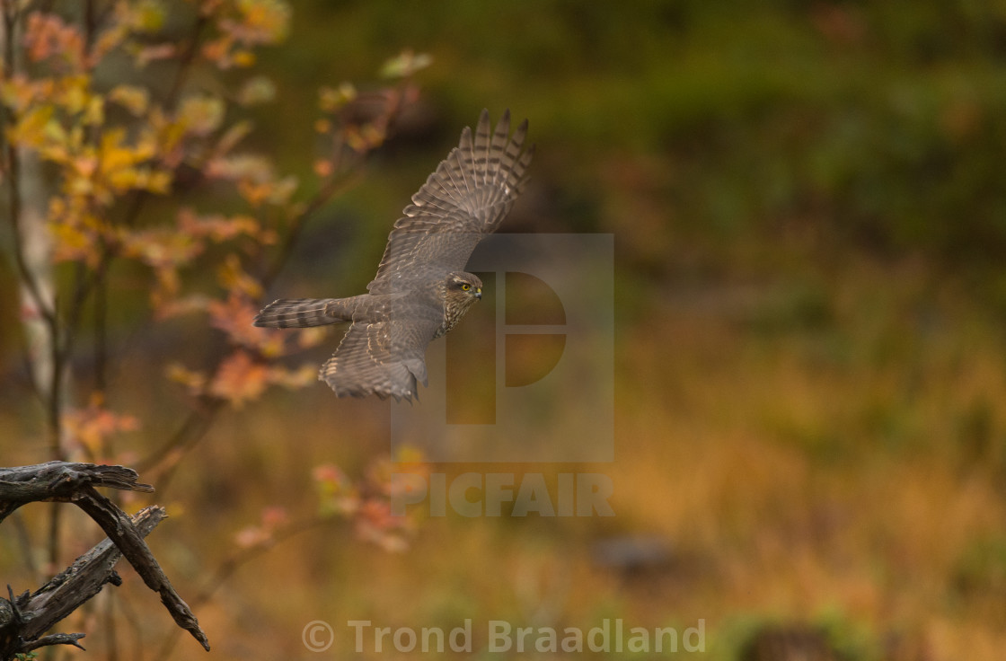 "Eurasian sparrowhawk" stock image