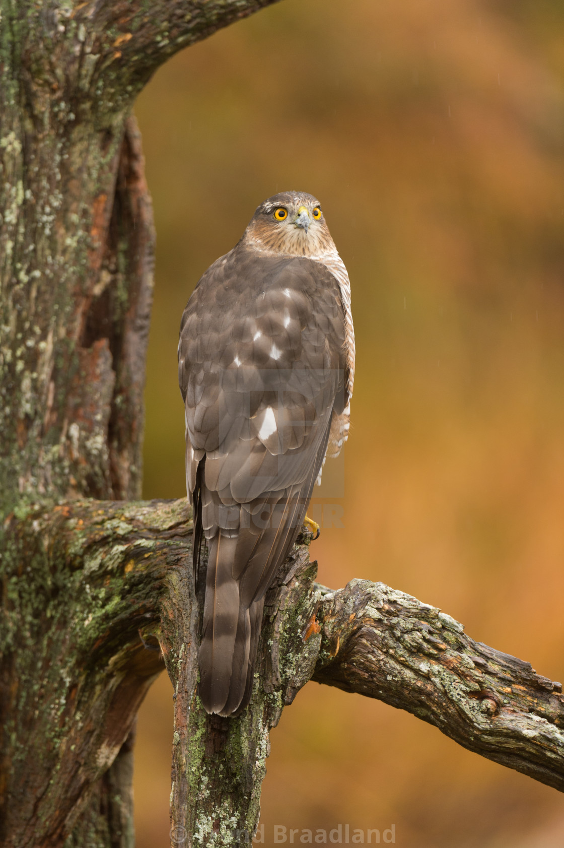 "Eurasian sparrowhawk" stock image