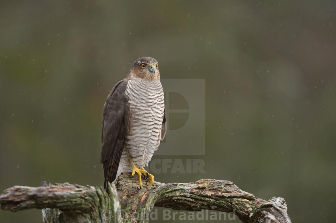 "Eurasian sparrowhawk" stock image