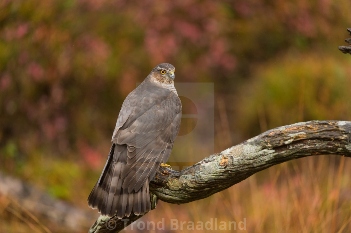 "Eurasian sparrowhawk" stock image