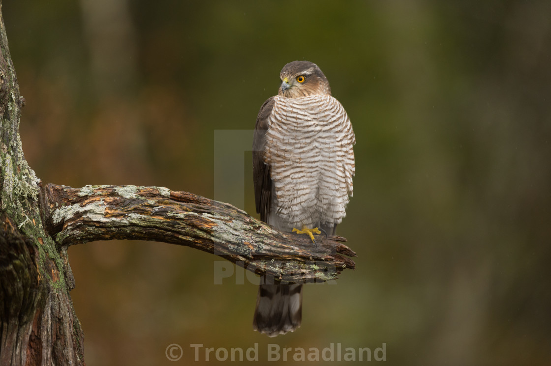 "Eurasian sparrowhawk" stock image