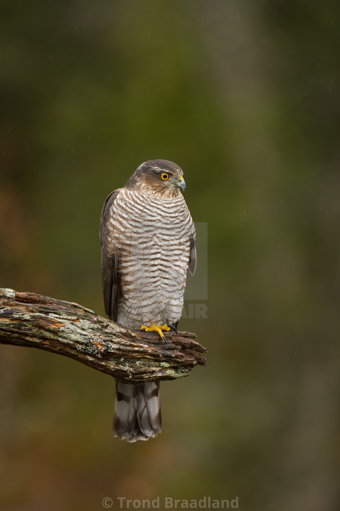 "Eurasian sparrowhawk" stock image