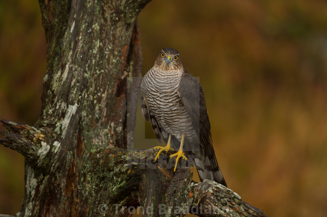 "Eurasian sparrowhawk" stock image