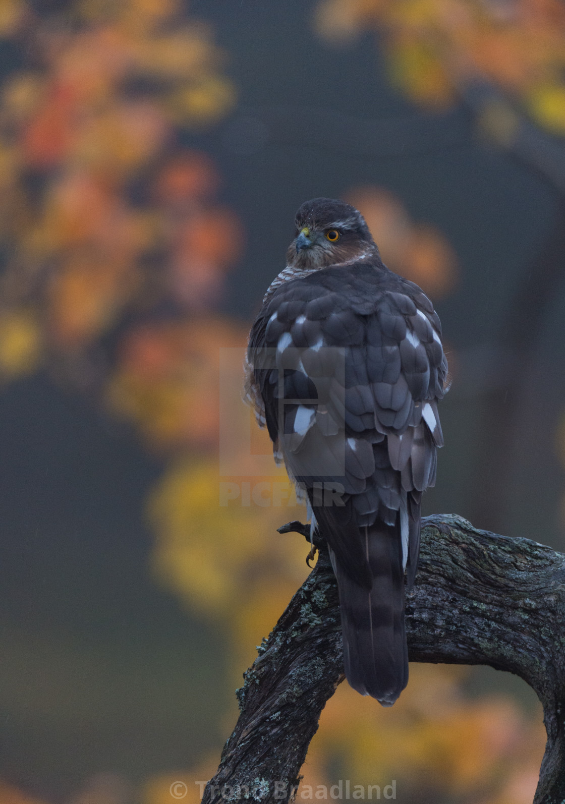 "Eurasian sparrowhawk" stock image