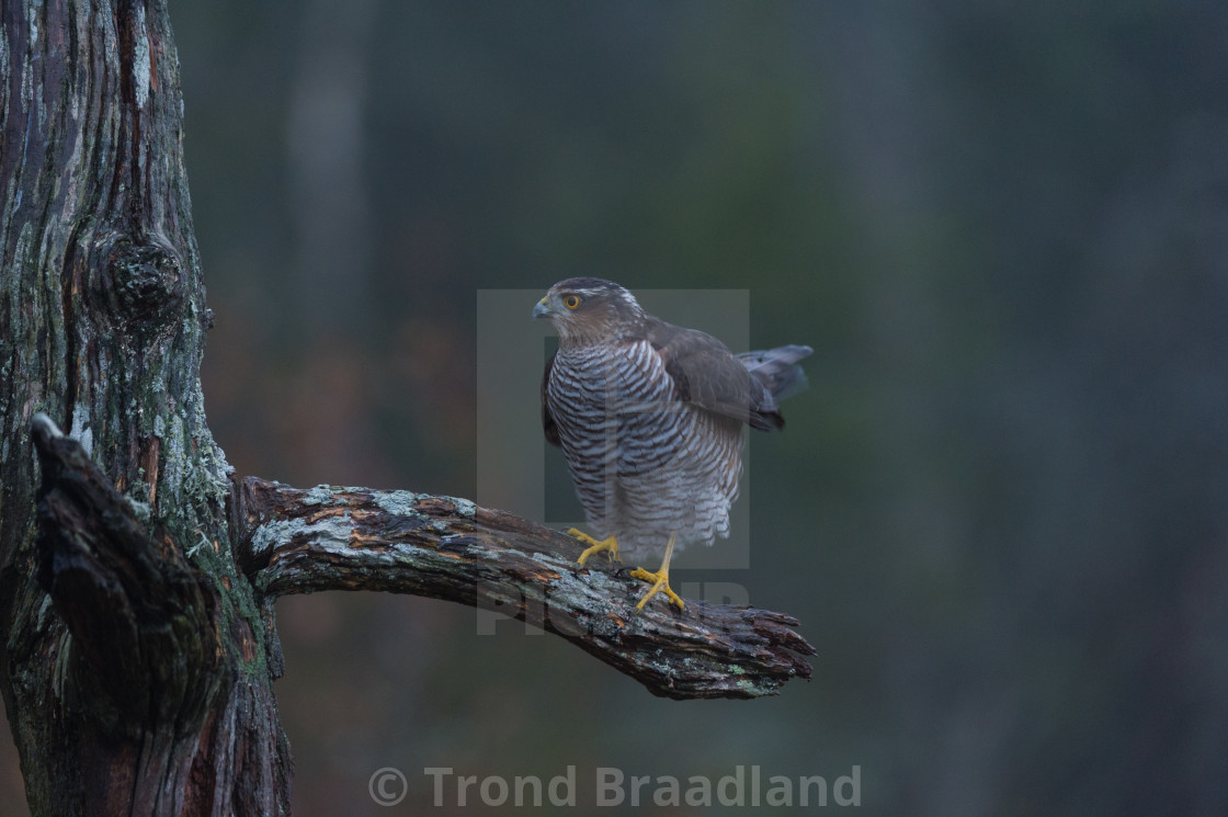 "Eurasian sparrowhawk" stock image