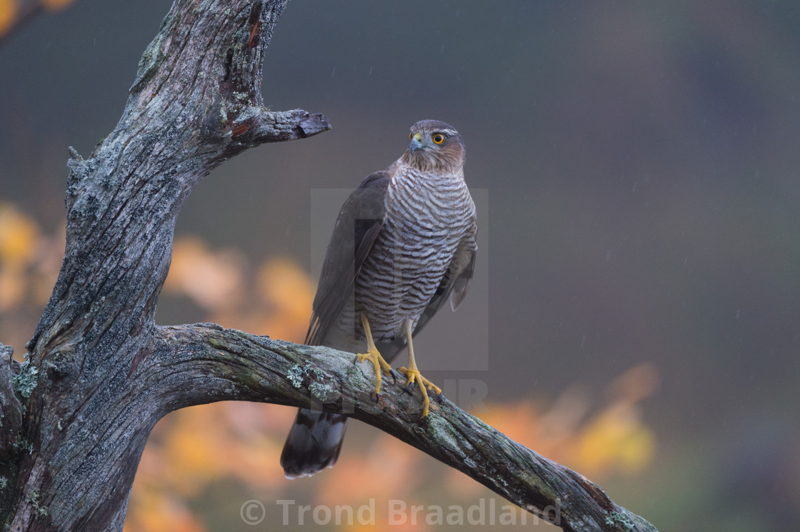 "Eurasian sparrowhawk" stock image