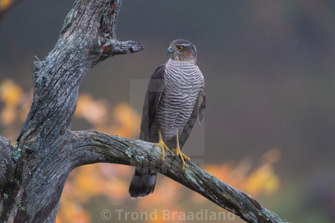 "Eurasian sparowhawk" stock image