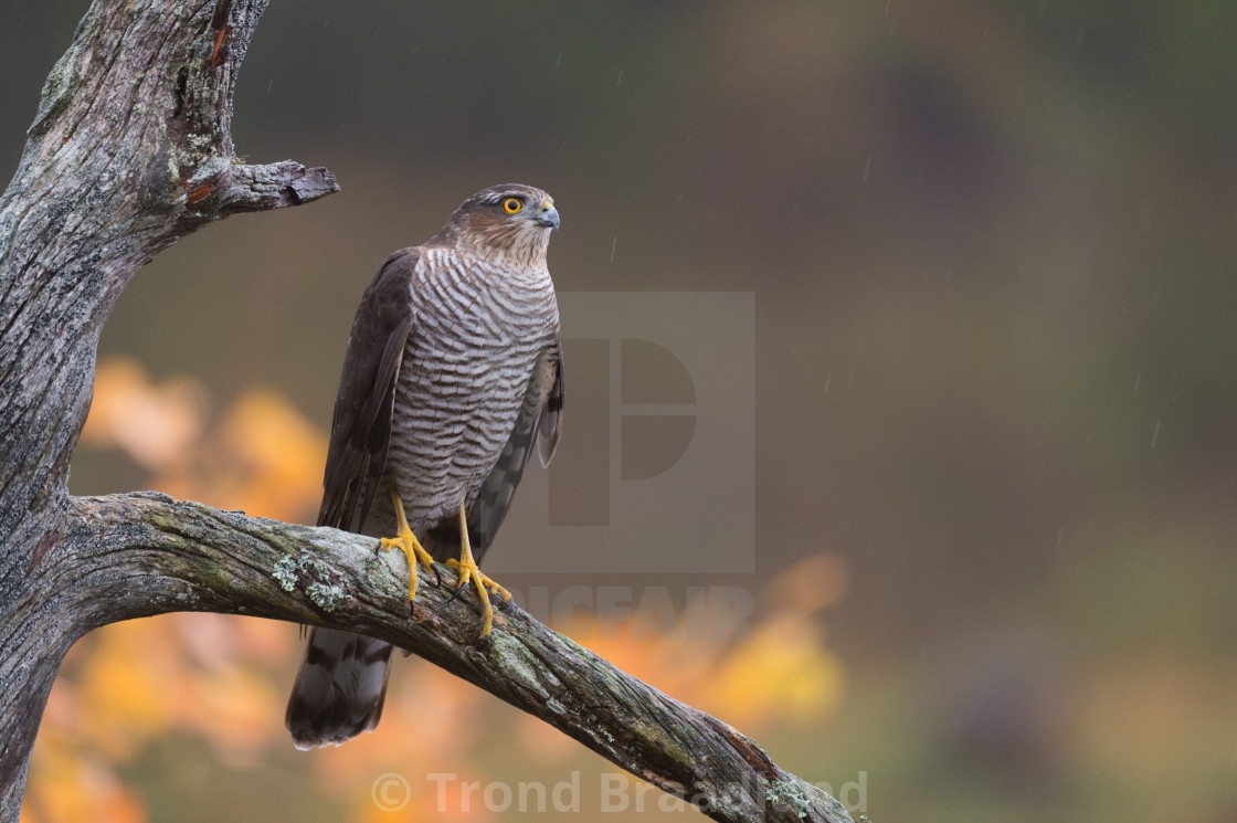 "Eurasian sparrowhawk" stock image