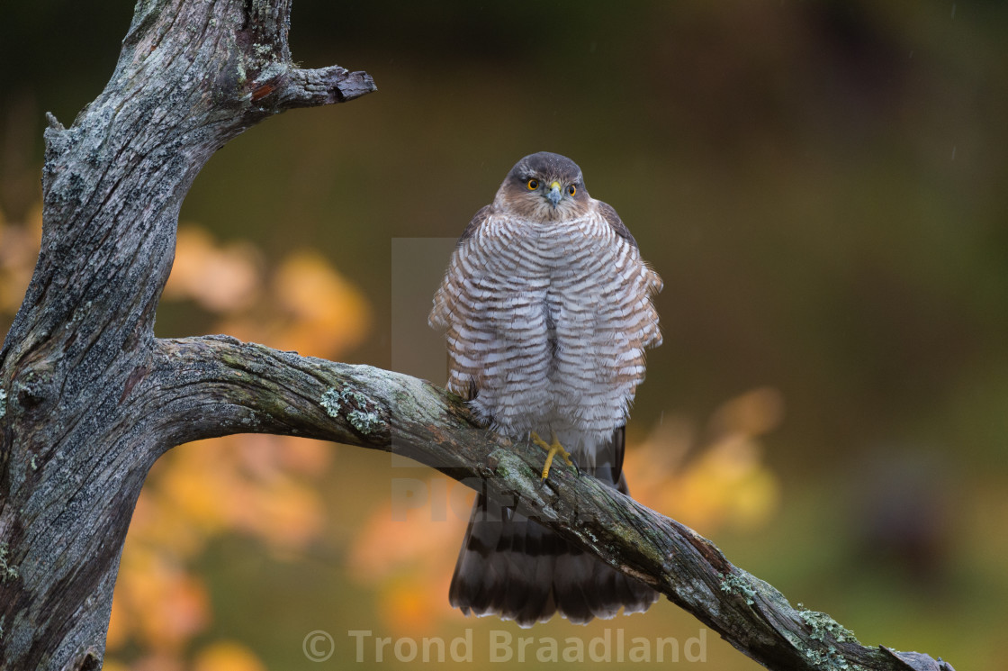 "Eurasian sparrowhawk" stock image