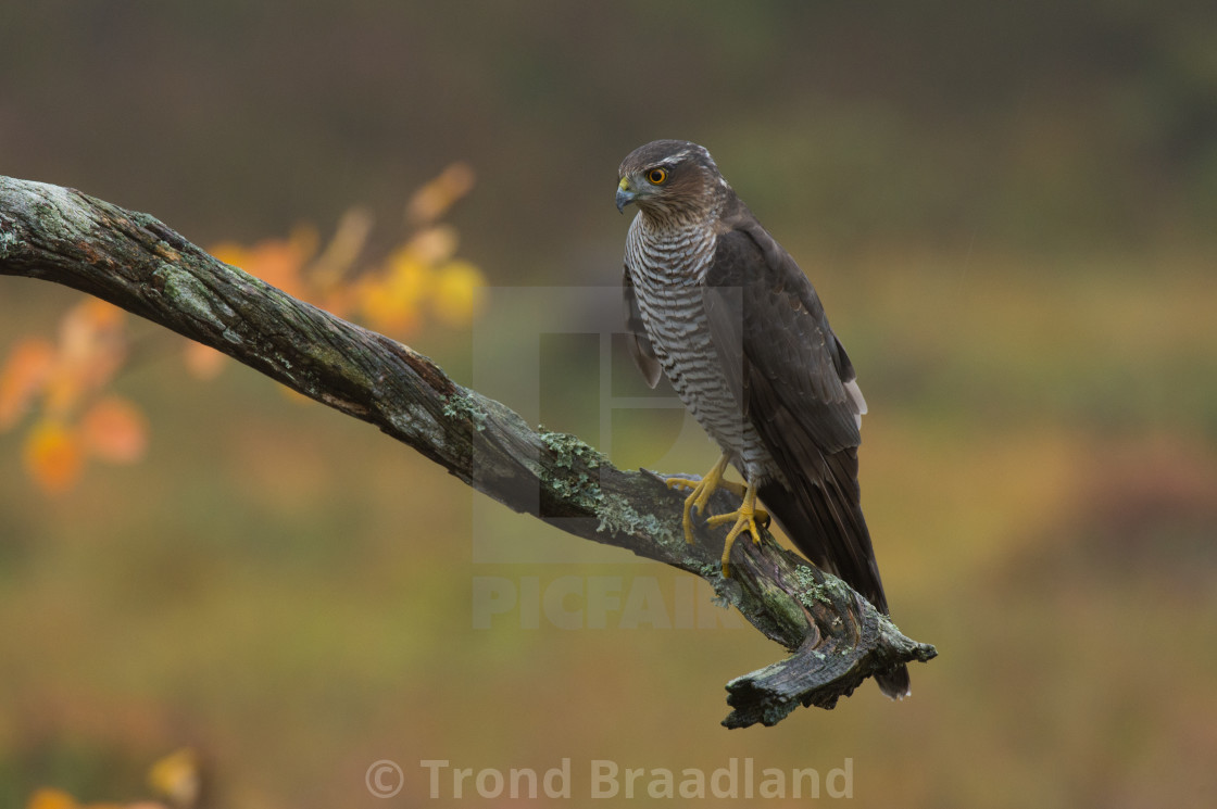 "Eurasian sparrowhawk" stock image