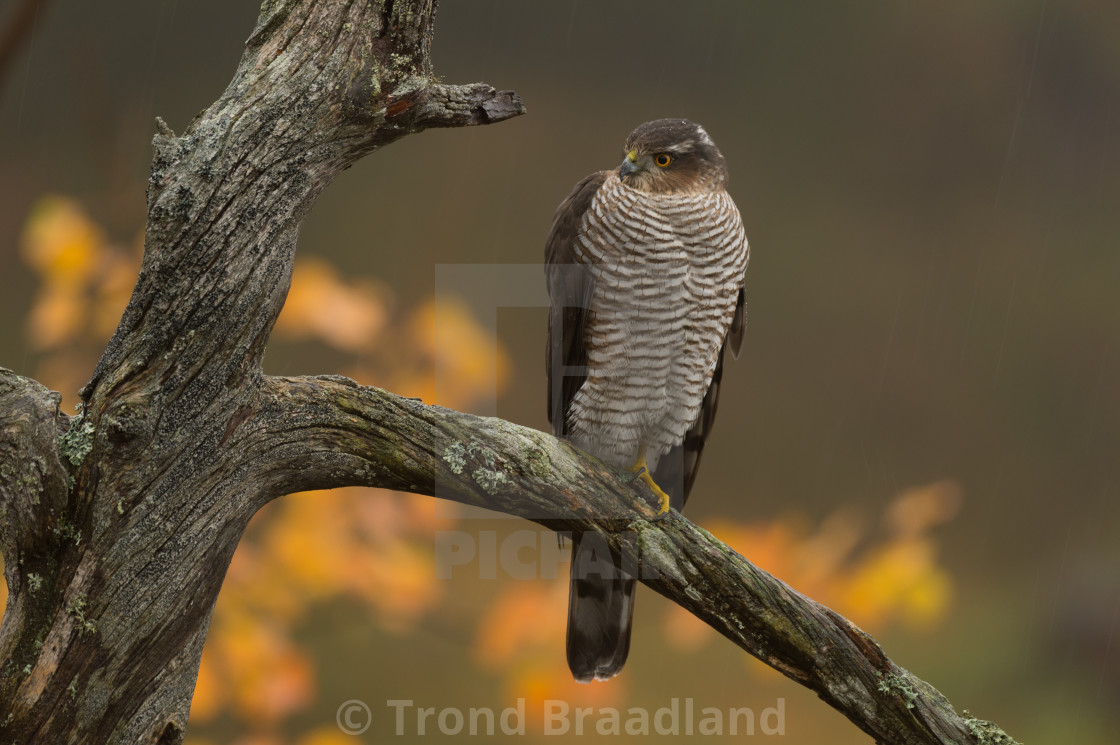 "Eurasian sparrowhawk" stock image