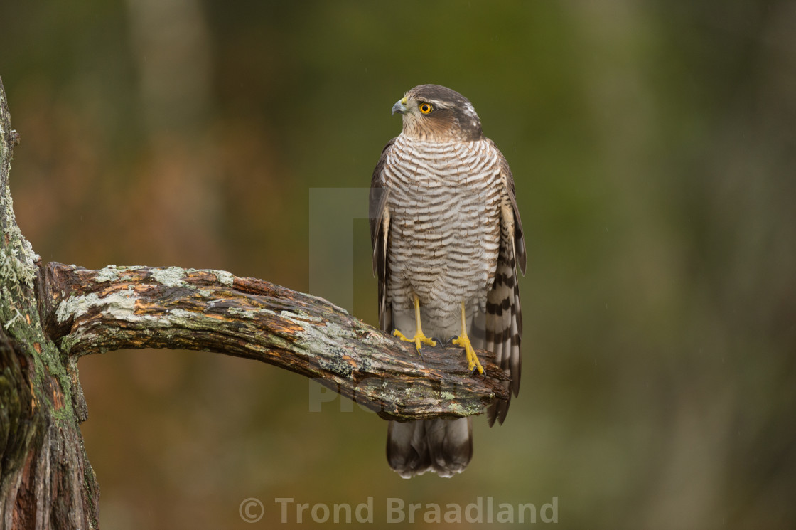 "Eurasian sparrowhawk" stock image