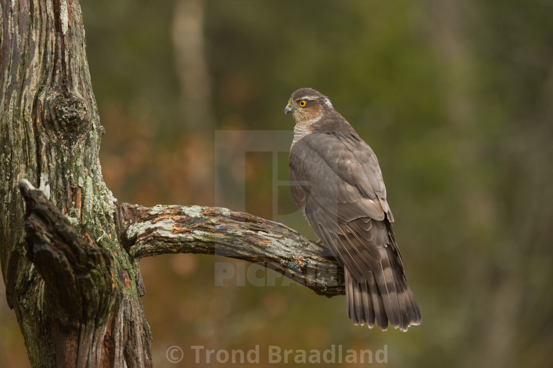 "Eurasian sparrowhawk" stock image