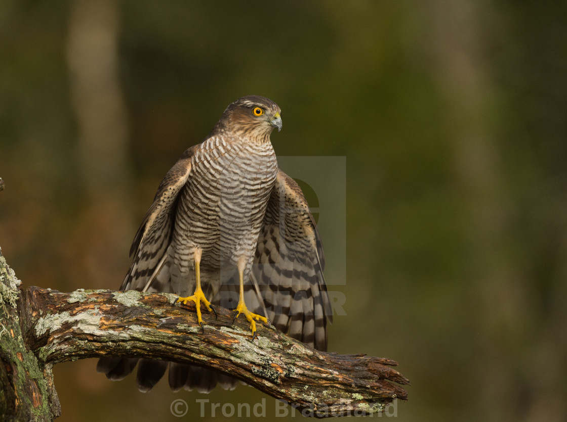 "Eurasian sparrowhawk" stock image