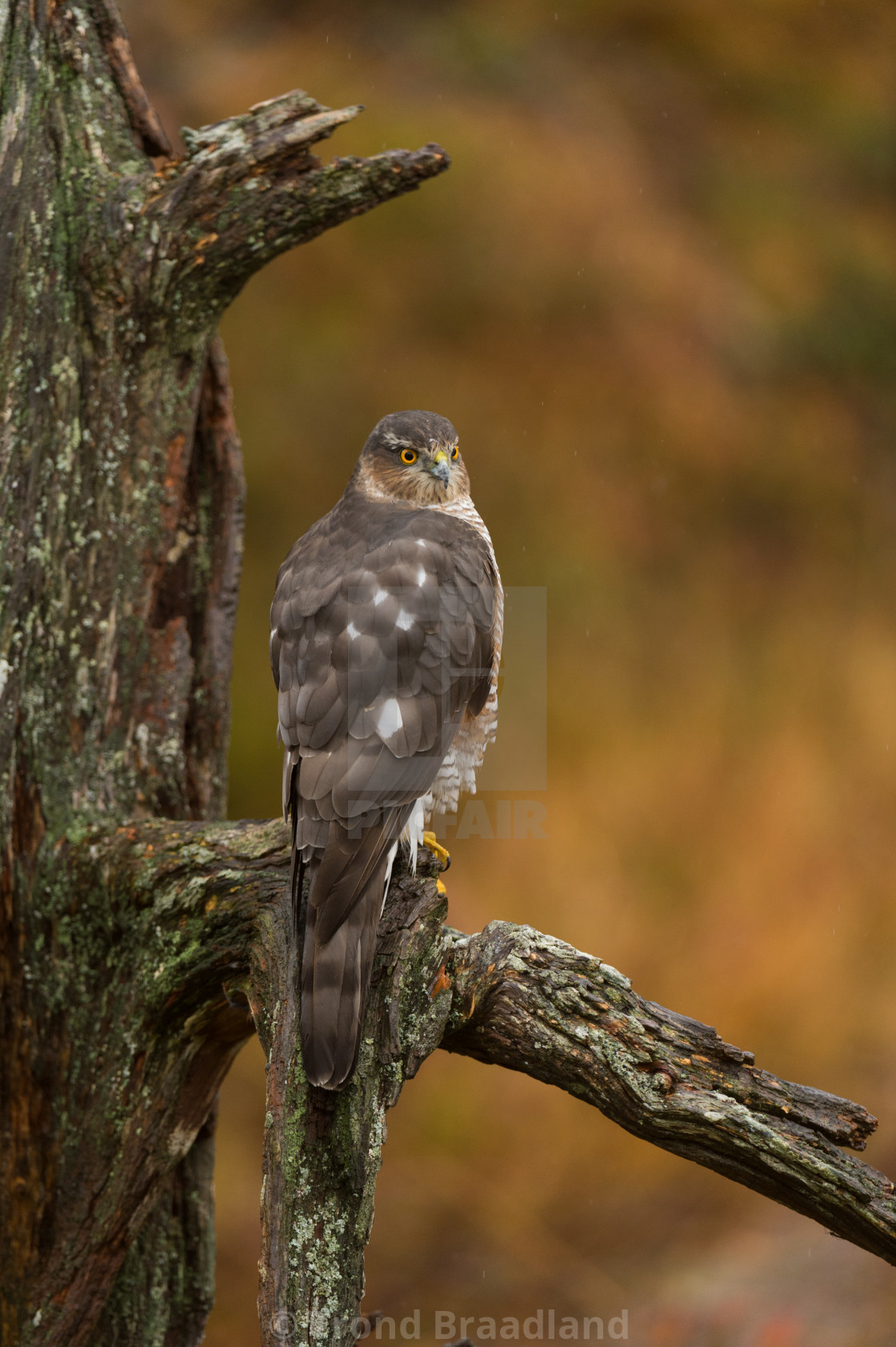 "Eurasian sparrowhawk" stock image