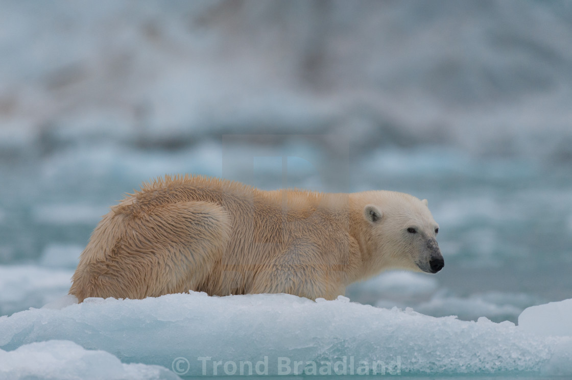 "Polar bear" stock image