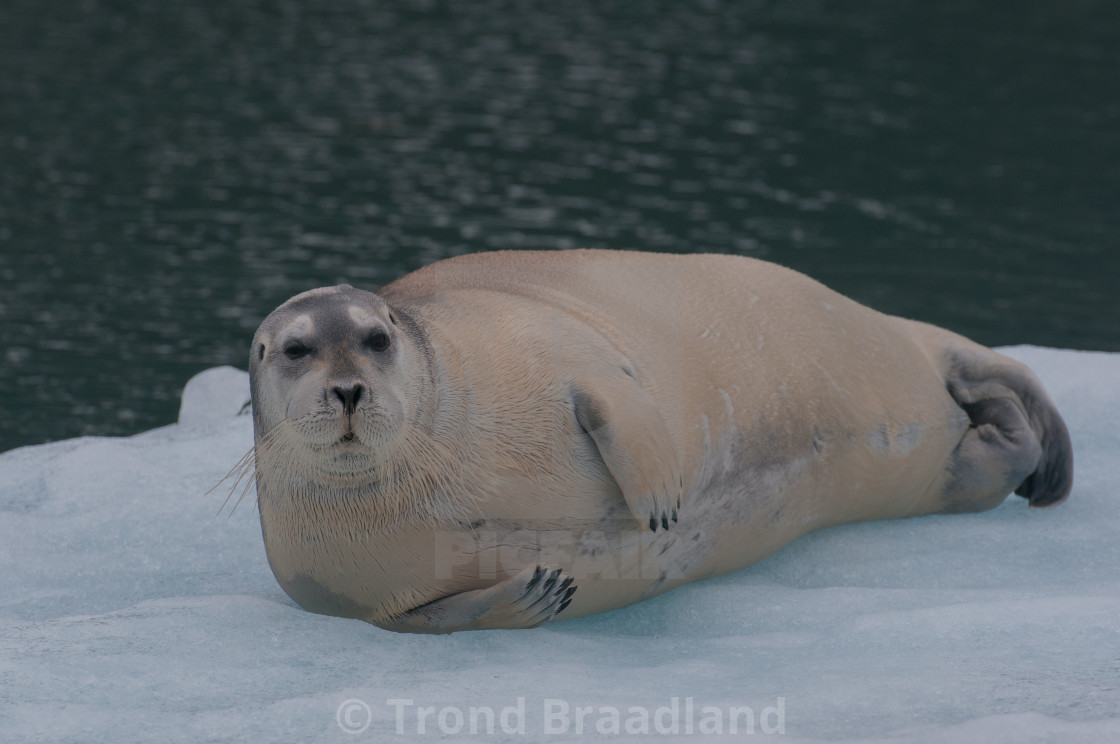 "Bearded seal" stock image