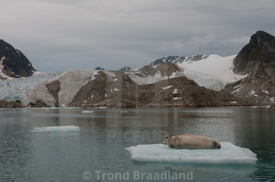 "Bearded seal" stock image