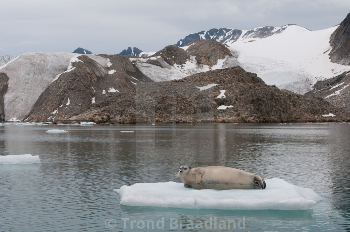 "Bearded seal" stock image