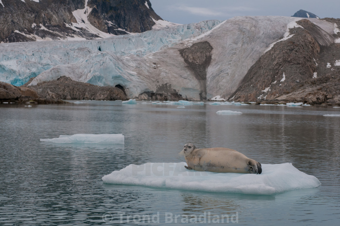 "Bearded seal" stock image