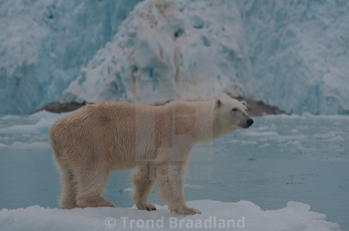 "Polar bear" stock image