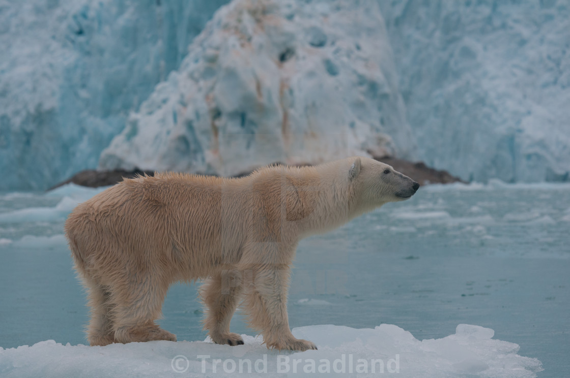 "Polar bear" stock image