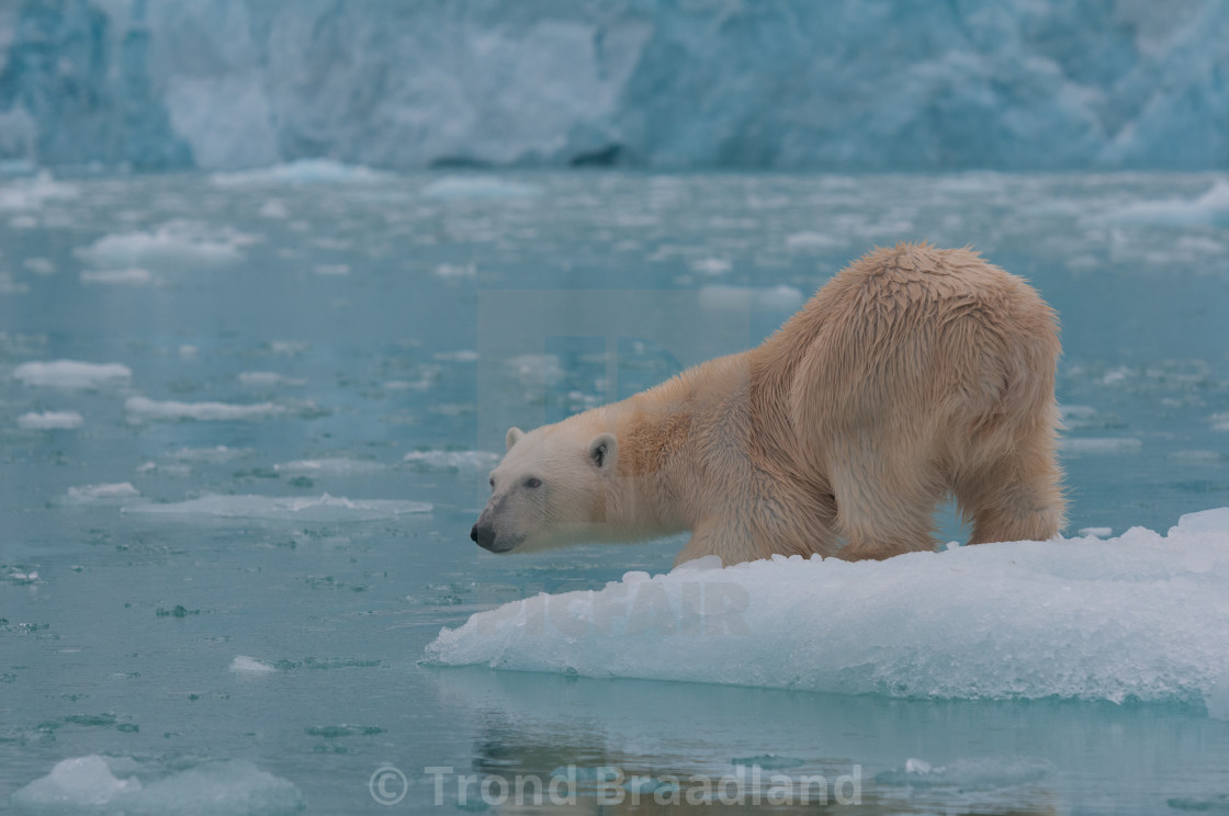 "Polar bear" stock image