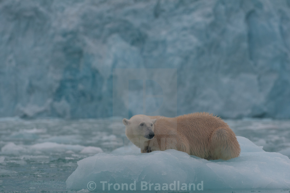 "Polar bear" stock image