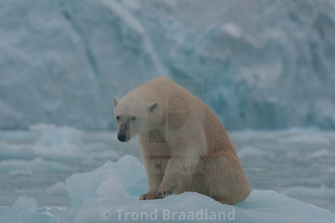 "Polar bear" stock image