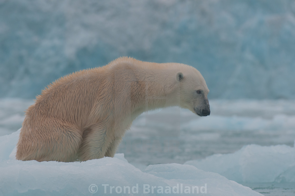 "Polar bear" stock image