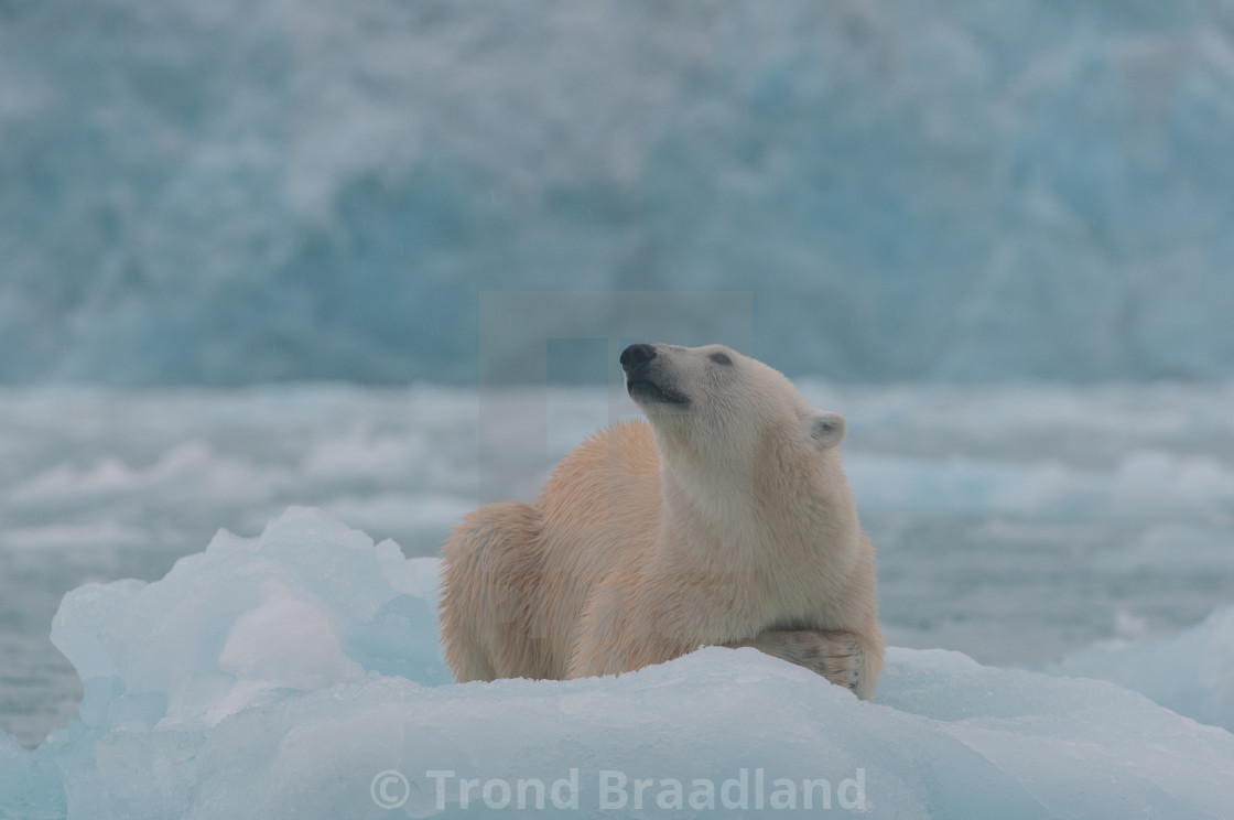 "Polar bear" stock image